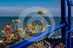 Seaside flowers and railing in evening sun