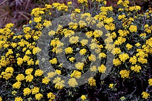 Seaside Golden Yarrow    31851