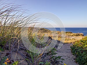 Cape Cod National Seashore Cliffs at Goldenhour photo