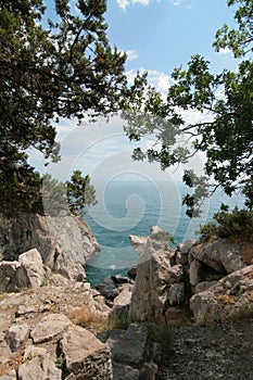 Seaside mountain scenery. A tree growing on the rocks by the water. Mountain Cat, Crimea, Ukraine