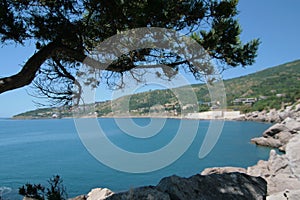 Seaside mountain scenery. A tree growing on the rocks by the water. Mountain Cat, Crimea, Ukraine