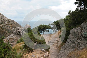 Seaside mountain scenery. A tree growing on the rocks by the water. Mountain Cat, Crimea, Ukraine