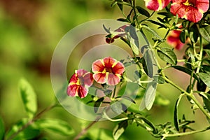 Seaside Petunia in the bright sunlight Jenningsville Pennsylvania