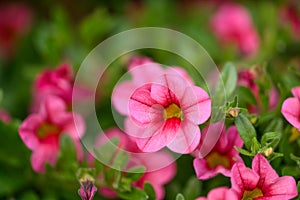 Seaside petunia Calibrachoa parviflora pink flowers