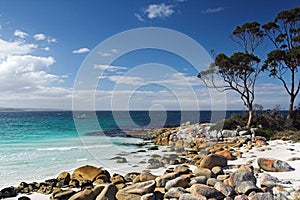 Seaside Rocks and Trees