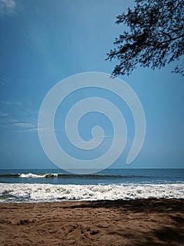 Seaside sea bluesea tree leaf