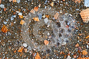 Seaside. Shell rock. Background