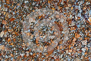 Seaside. Shell rock. Background