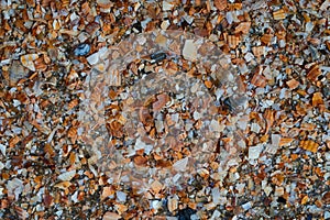 Seaside. Shell rock. Background