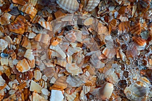 Seaside. Shell rock. Background