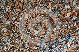 Seaside. Shell rock. Background