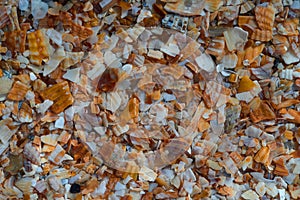 Seaside. Shell rock. Background