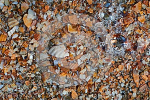 Seaside. Shell rock. Background