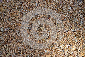 Seaside shells and pebbles texture photo. Coral and shells in sand seaside under tropical sun