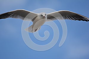 Seaside sky birth seagulls fly flying
