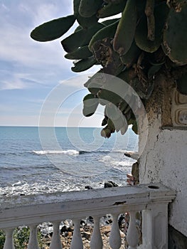 Seaside suggestive house`s terrace with old cactuses in Italy.