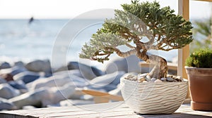 seaside tree in planter