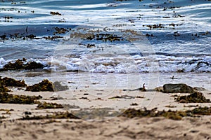 Seaside and waves, beach with sand, water, shell