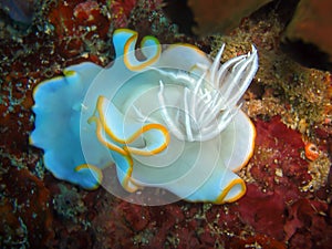 Seaslug or Nudibranch (Ardeadoris Egretta) in the filipino sea 16.10.2011