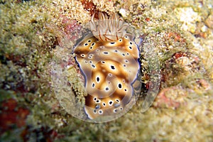 Seaslug or Nudibranch (Chromodoris Kunei) in the filipino sea 4.12.2011