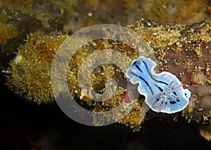 Seaslug or Nudibranch (Chromodoris Willani) in the filipino sea 10.1.2012
