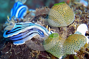 Seaslug or Nudibranch (Chromodoris Willani) in the filipino sea 27.11.2011