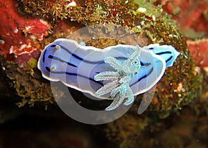 Seaslug or Nudibranch (Chromodoris Willani) in the filipino sea 5.2.2012