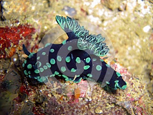 Seaslug or Nudibranch (Nembrotha Christata) in the filipino sea 3.1.2012