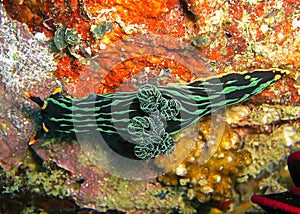 Seaslug or Nudibranch (Nembrotha Kubaryana) in the filipino sea 3.1.2012