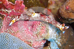 Seaslug or Nudibranch (Nembrotha Lineolata) in the filipino sea 29.10.2011