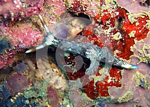 Seaslug or Nudibranch (Nembrotha Lineolata) in the filipino sea 3.1.2012