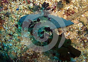 Seaslug or Nudibranch (Nembrotha Milleri) in the filipino sea 3.1.2012