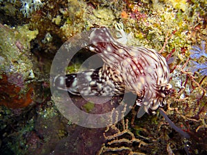Seaslug or Nudibranch (Nembrotha Mullineri) in the filipino sea 21.10.2011
