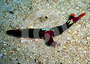 Seaslug or Nudibranch (Nembrotha Purpureo Lineata) in the filipino sea 15.2.2012