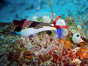 Seaslug or Nudibranch (Nembrotha Purpureo Lineata) in the filipino sea 29.10.2011