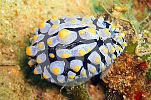 Seaslug or Nudibranch (Phyllidia Coelestis) in the filipino sea 24.10.2011
