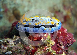Seaslug or Nudibranch (Phyllidia Marindica) in the filipino sea 10.1.2012