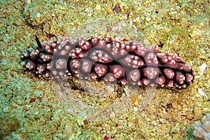Seaslug or Nudibranch (Phyllidia Melanocera) in the filipino sea 26.10.2011