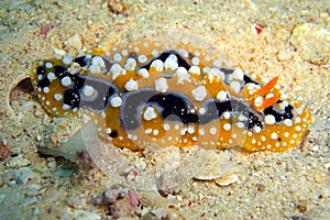 Seaslug or Nudibranch (Phyllidia Ocellata) in the filipino sea 4.12.2011