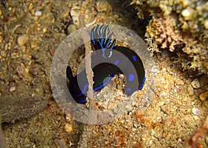 Seaslug or Nudibranch (Tambja Morosa) in the filipino sea 6.1.2012