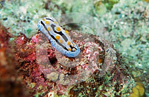 Seaslug in the sea waters of the Anambas Islands, Indonesia