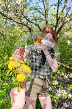 Season allergy to flowering plants pollen. Dandelion bouquet against young woman with paper handkerchief in garden and doing stop