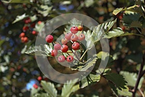 Season changes, autumn colors, beautiful, autumn nature, medicine, organic, fresh, healthy, vitamin, rowan tree, autumn landscape,