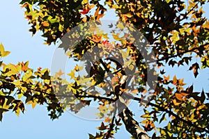 The season of changing colors