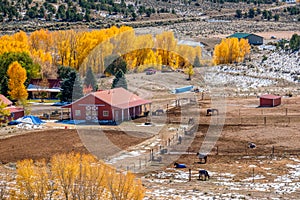 Season changing, first snow and autumn trees