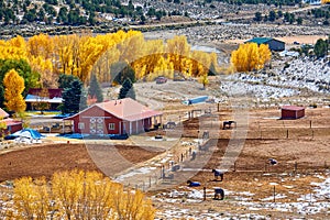 Season changing, first snow and autumn trees