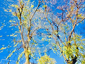 Season changing on trees