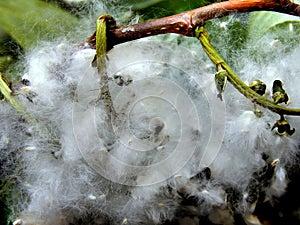 Season of flowering poplar fluff on a close-up branch