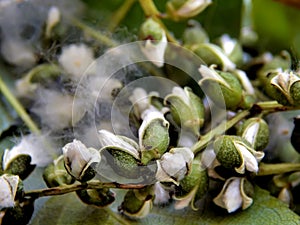 Season of flowering poplar fluff on a close-up branch