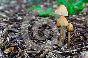 Season in the forest white dunce cap mushrooms in macro closeup forest background